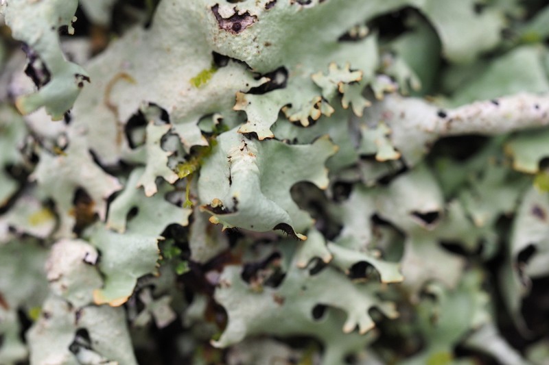 Hypotrachyna taylorensis photo 4