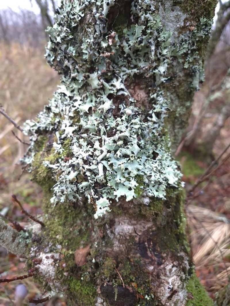Hypotrachyna taylorensis photo 7