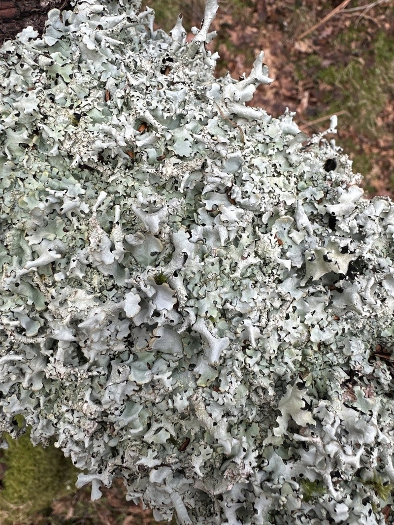 Hypotrachyna taylorensis photo 8