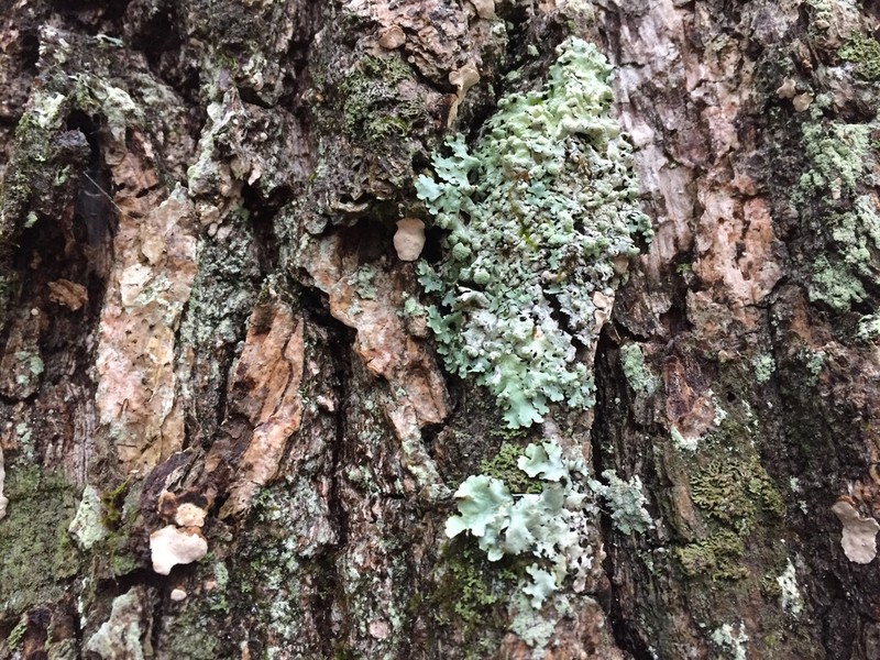 Hypotrachyna Lichen