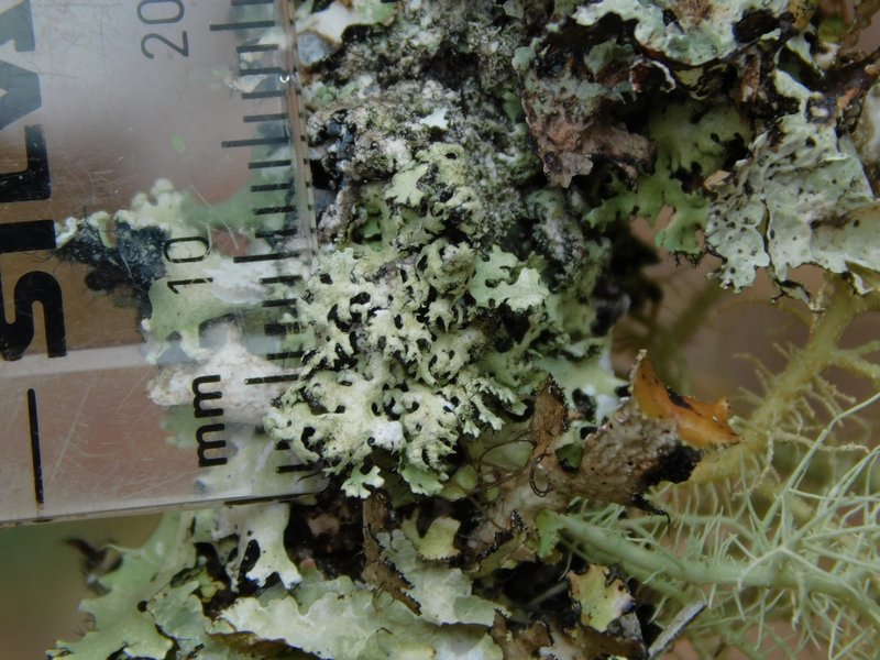 Virginia Hypotrachyna Lichen