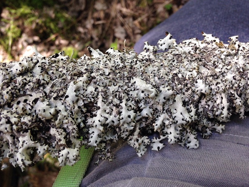 Virginia Hypotrachyna Lichen