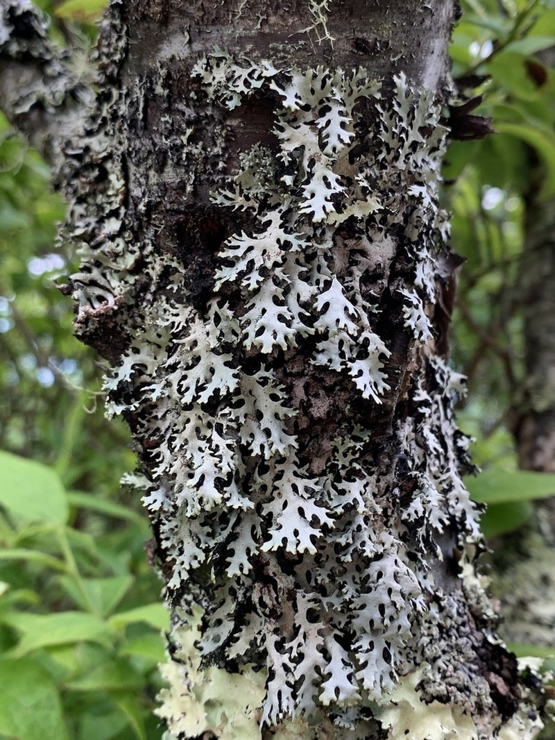 Virginia Hypotrachyna Lichen photo 2