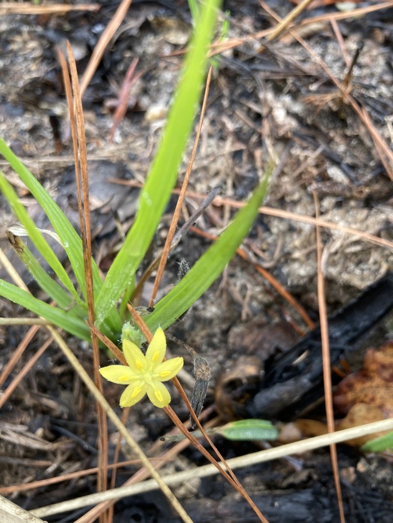 Curtis' Star-Grass