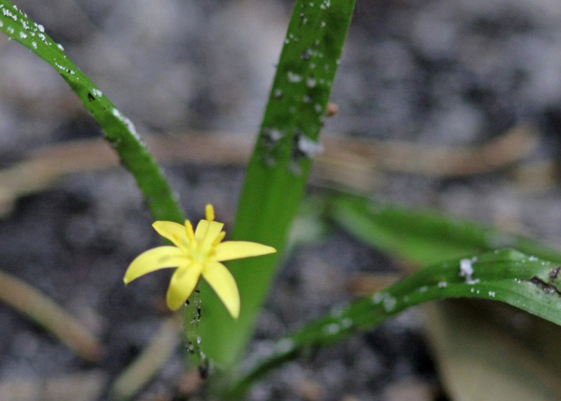 Curtis' Star-Grass photo 2