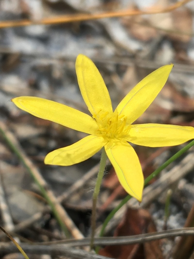 Curtis' Star-Grass photo 3