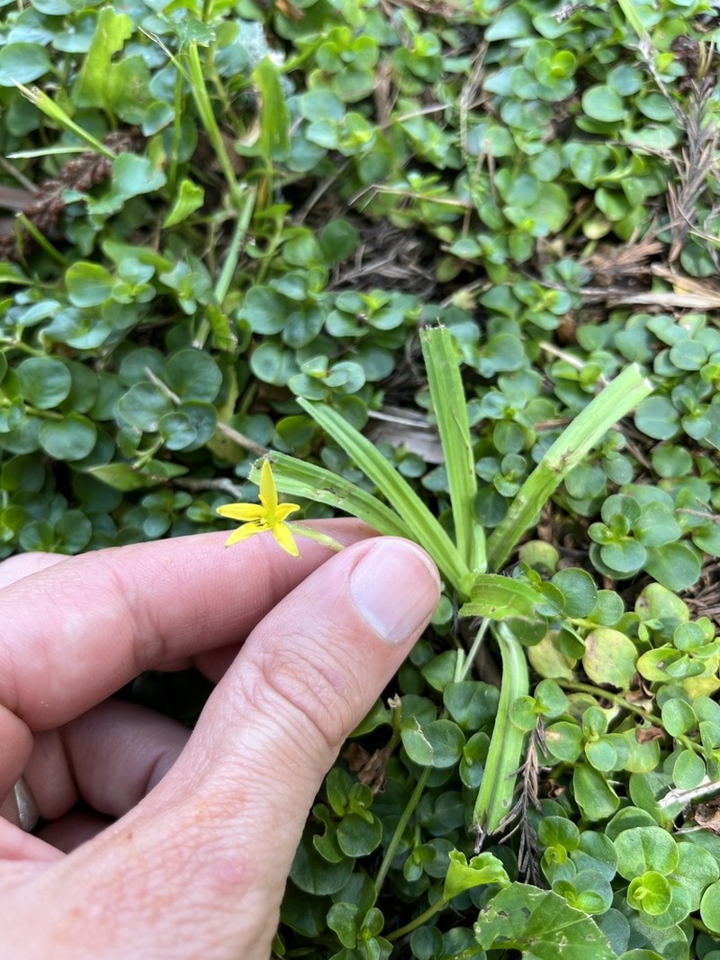 Curtis' Star-Grass photo 4