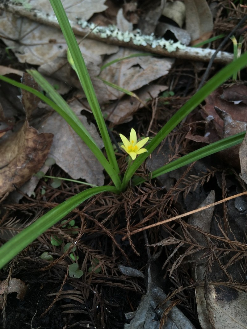 Curtis' Star-Grass photo 6