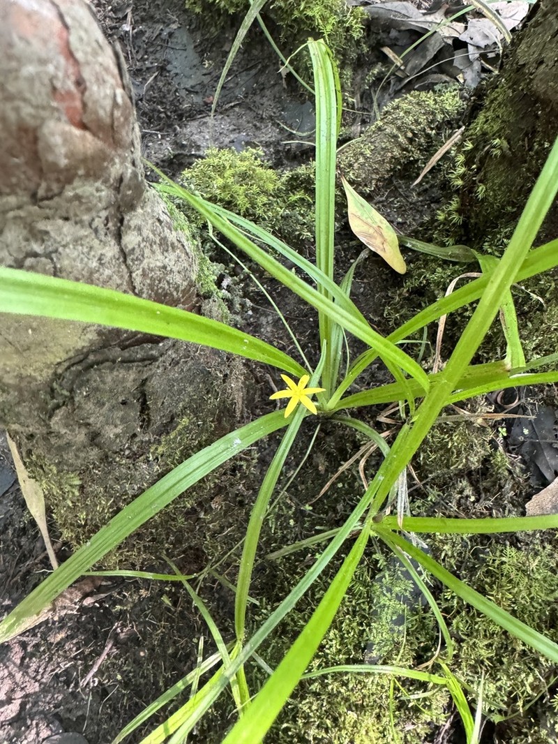 Curtis' Star-Grass photo 7