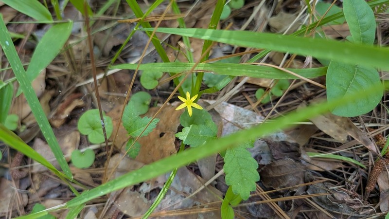 Curtis' Star-Grass photo 8