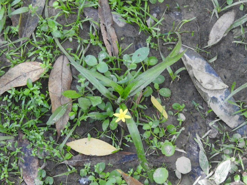 Coquí