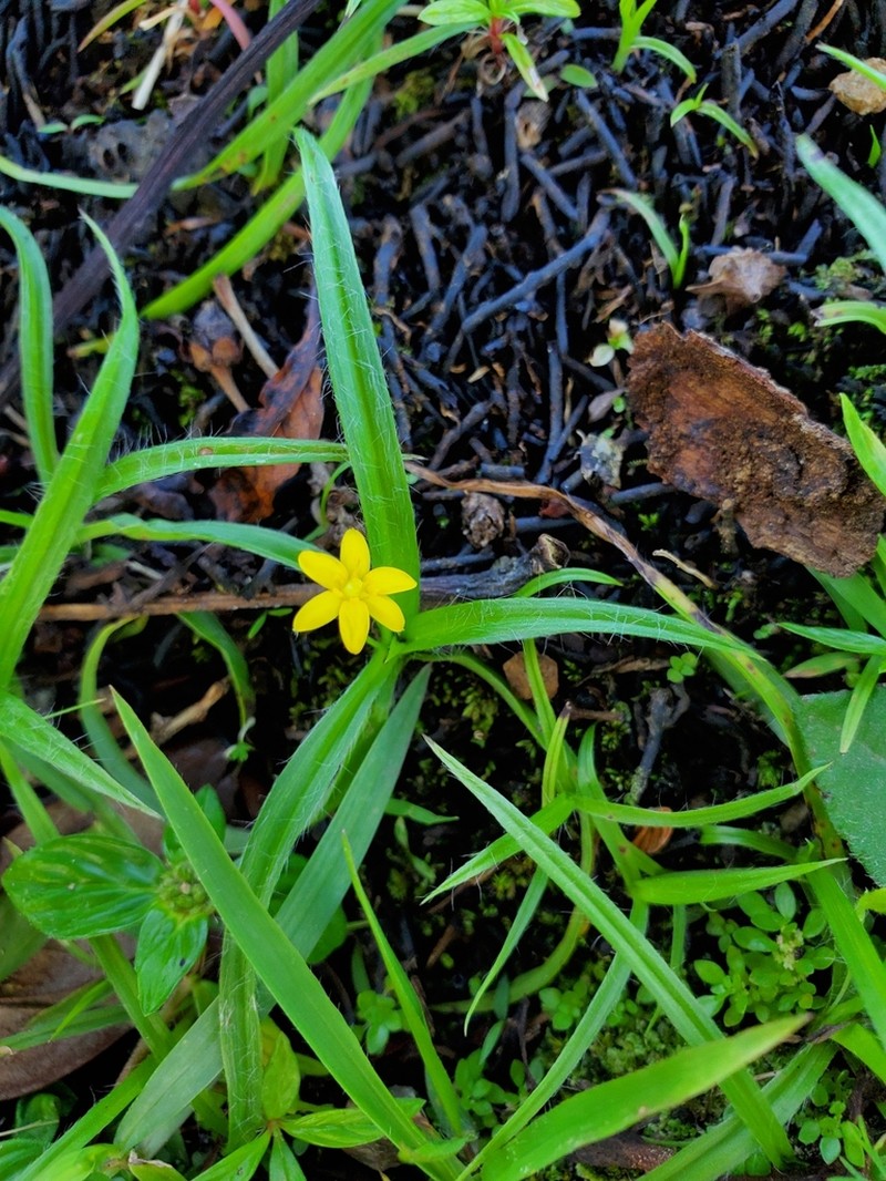 Coquí photo 2
