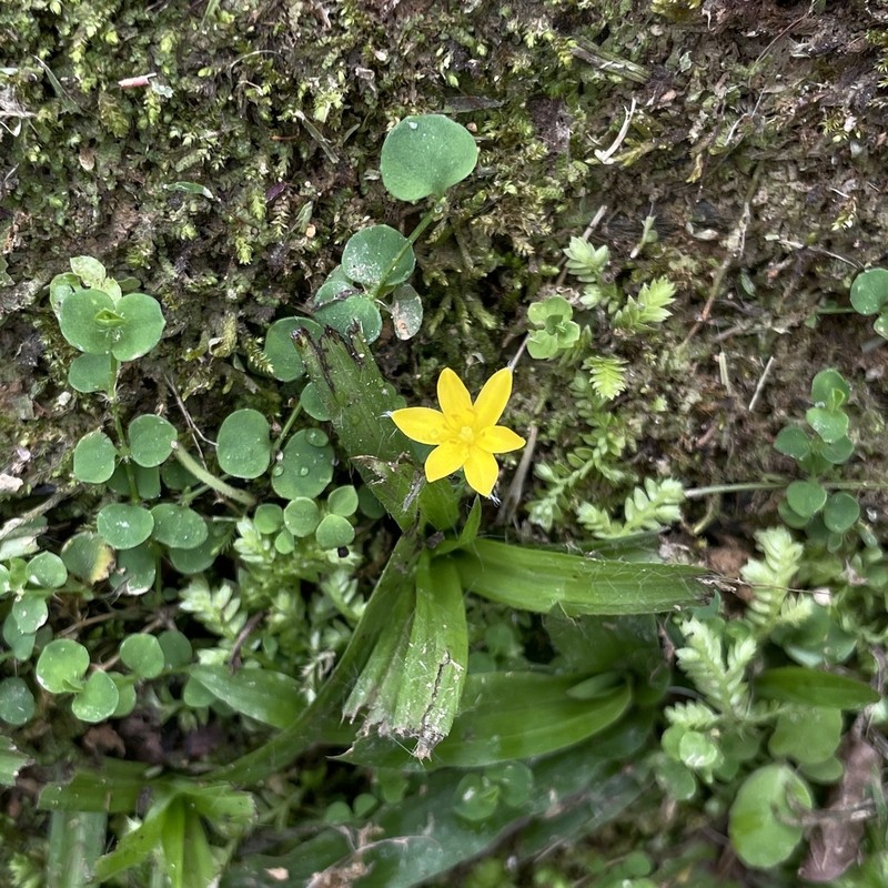 Coquí photo 3