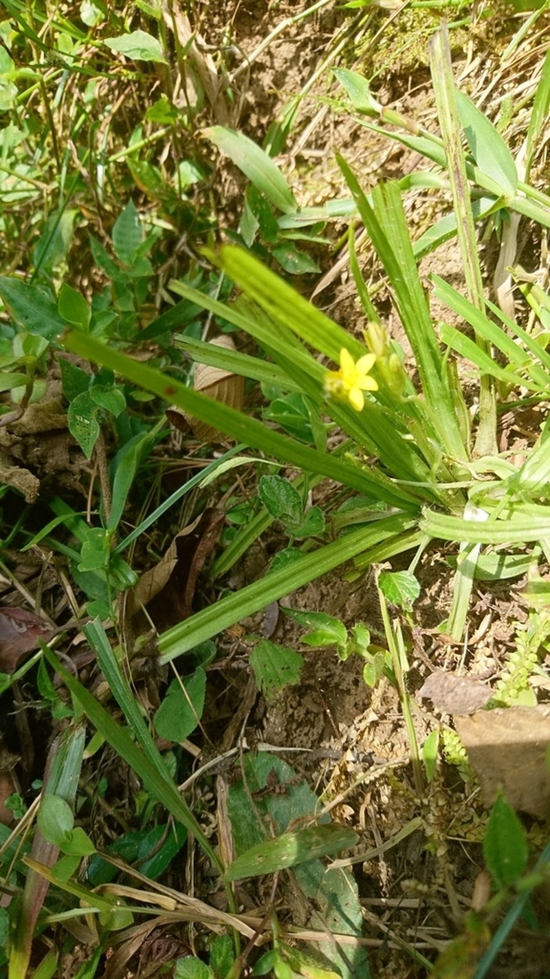 Coquí photo 4