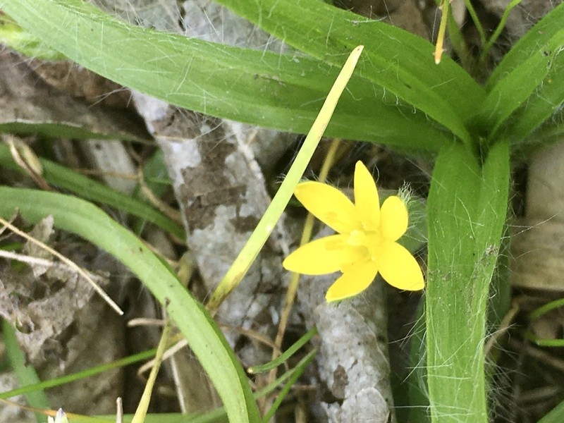 Coquí photo 5