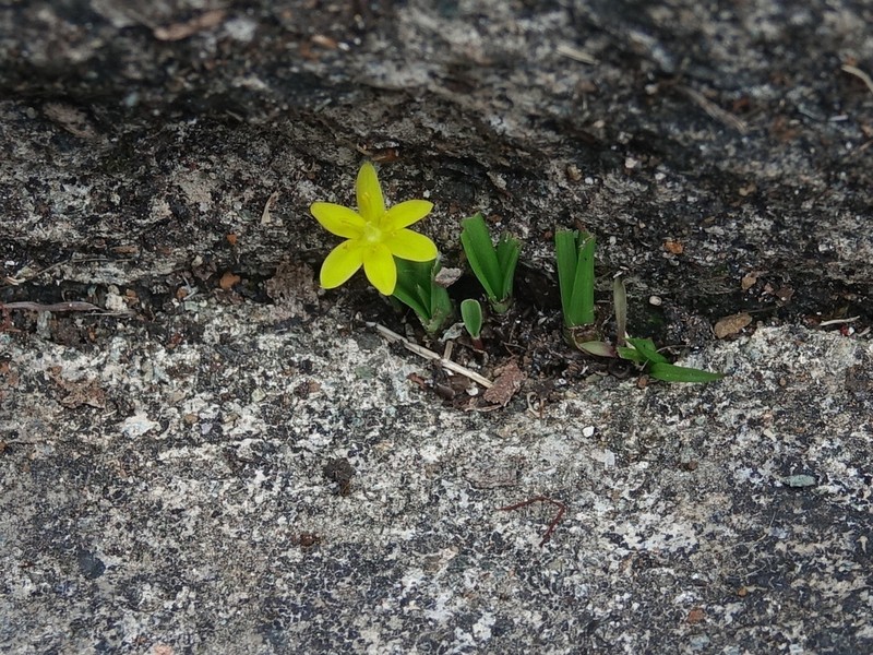 Coquí photo 7