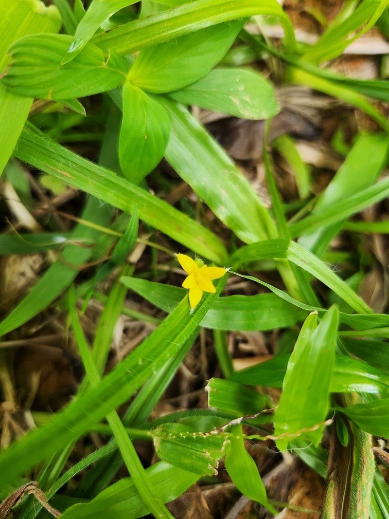 Coquí photo 8
