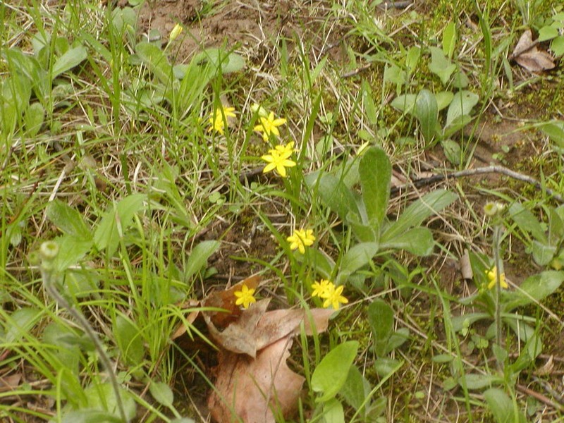Common Goldstar