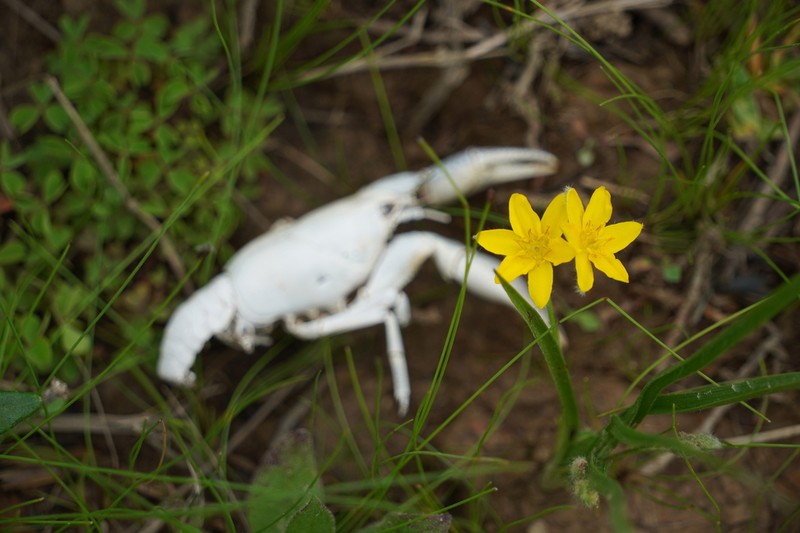 Common Goldstar photo 2