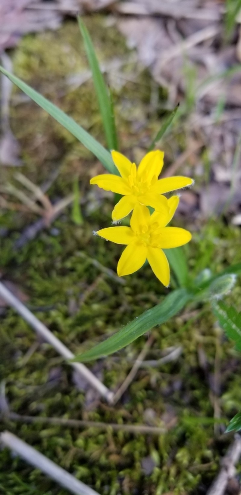 Common Goldstar photo 3