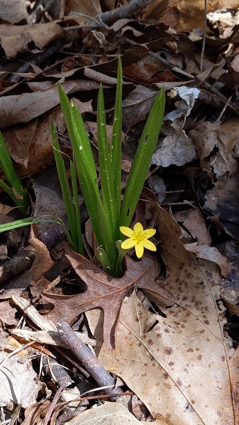 Common Goldstar photo 4
