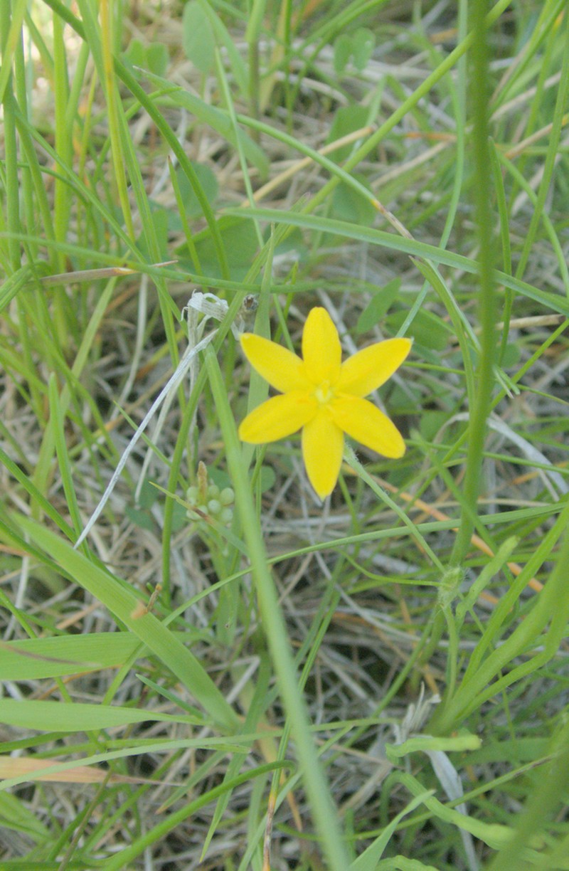 Common Goldstar photo 5