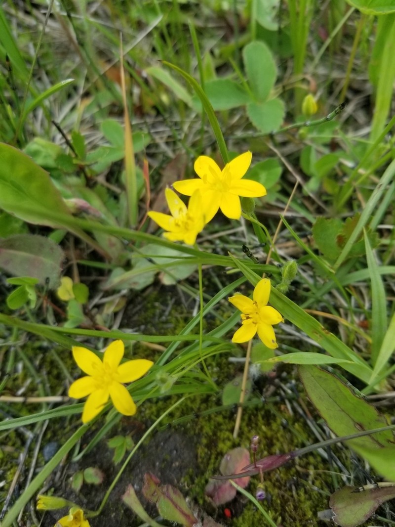 Common Goldstar photo 6