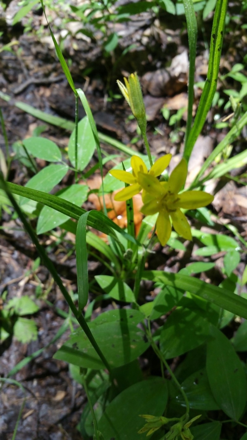 Common Goldstar photo 7