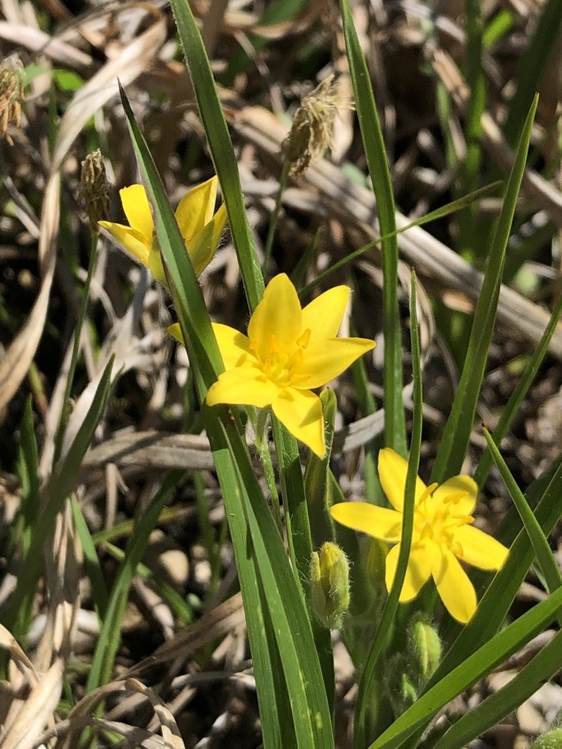 Common Goldstar photo 8