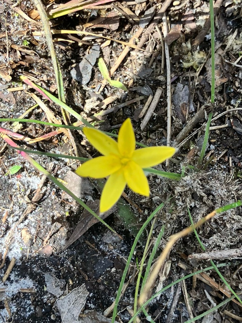 Fringed Yellow Star-Grass