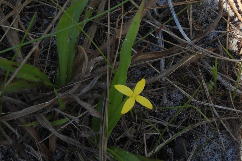 Fringed Yellow Star-Grass photo 2