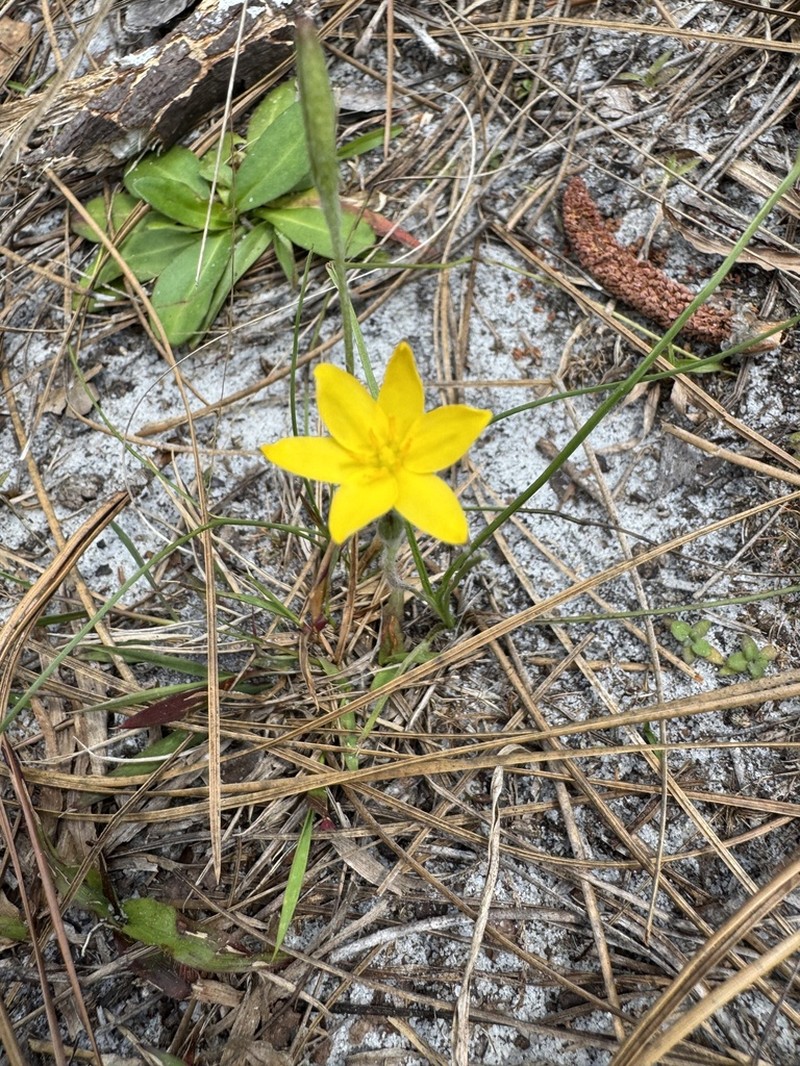 Fringed Yellow Star-Grass photo 3