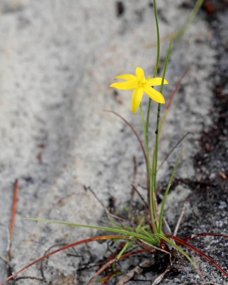 Fringed Yellow Star-Grass photo 4