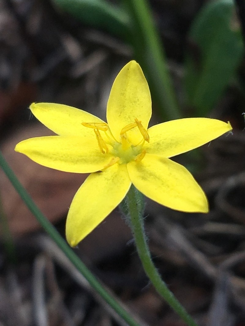 Fringed Yellow Star-Grass photo 5