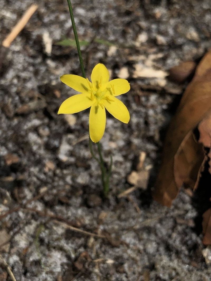 Fringed Yellow Star-Grass photo 6