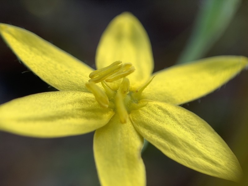 Fringed Yellow Star-Grass photo 7