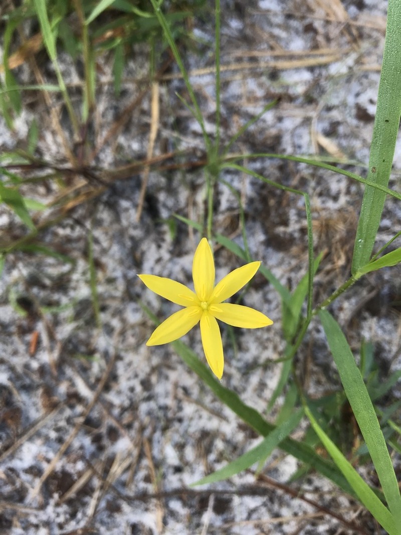 Fringed Yellow Star-Grass photo 8