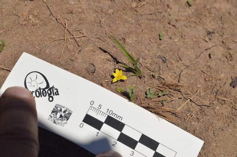 Mexican Yellow Star-Grass
