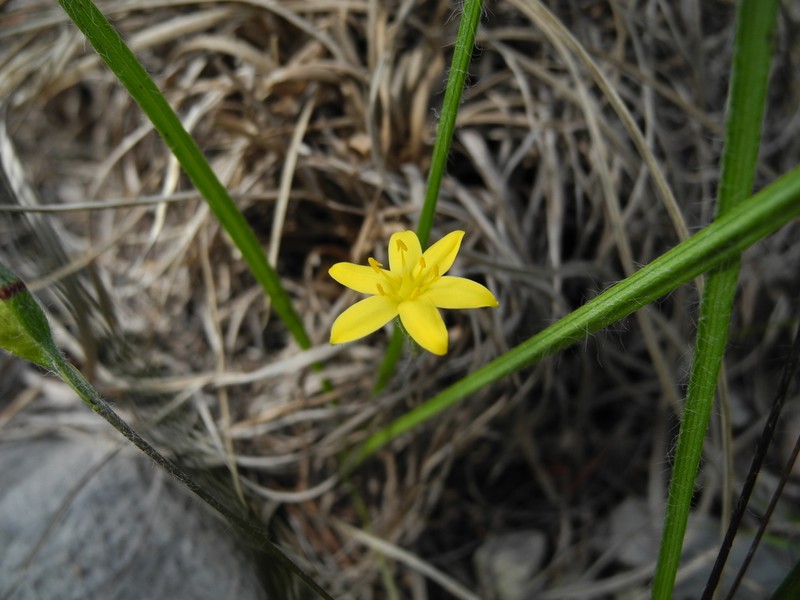 Mexican Yellow Star-Grass photo 2