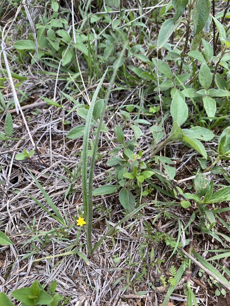 Mexican Yellow Star-Grass photo 3