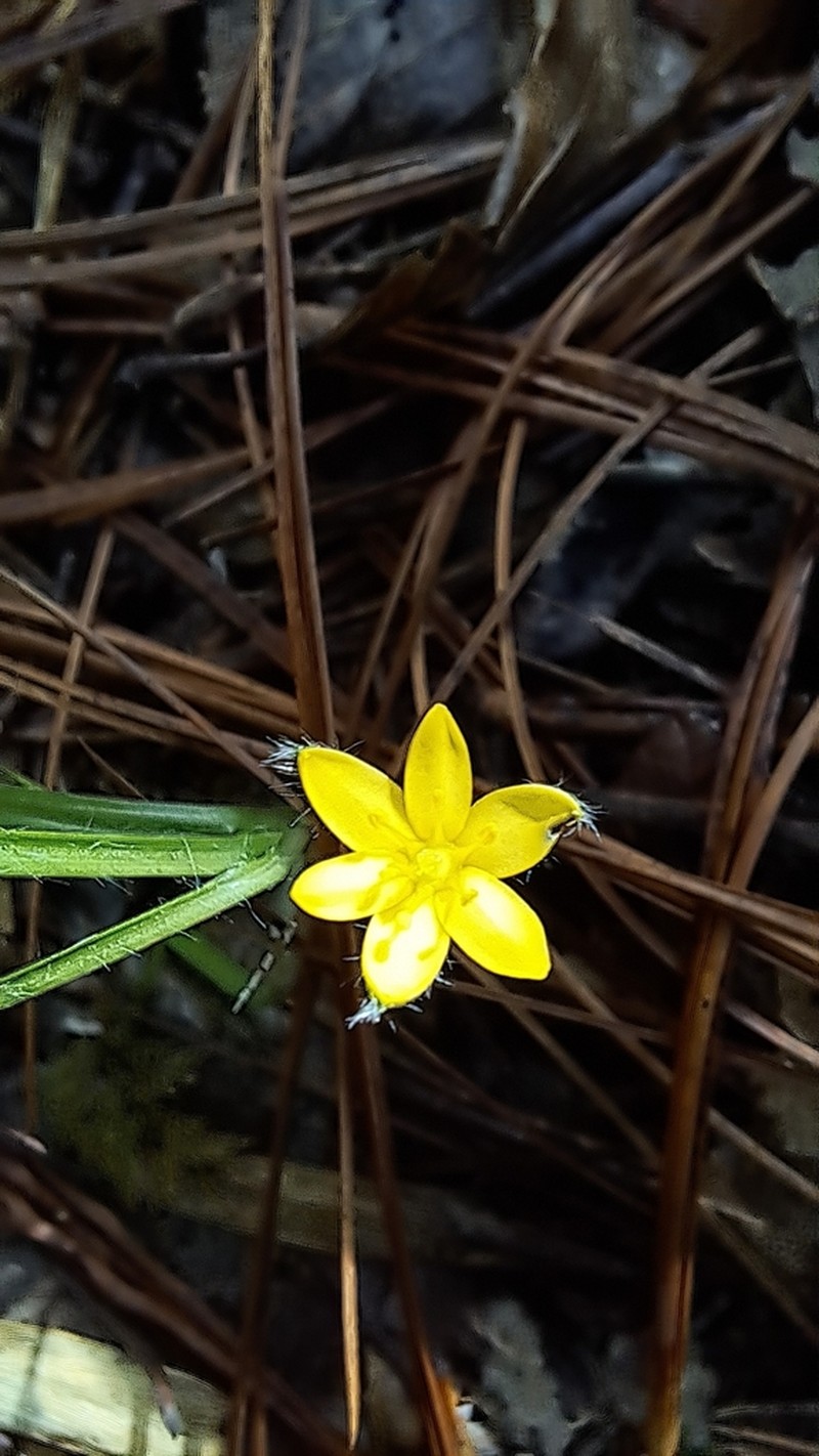Mexican Yellow Star-Grass photo 4