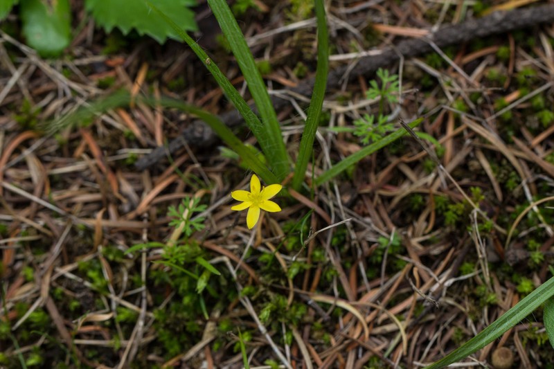 Mexican Yellow Star-Grass photo 5