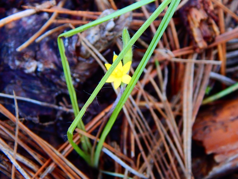 Mexican Yellow Star-Grass photo 6
