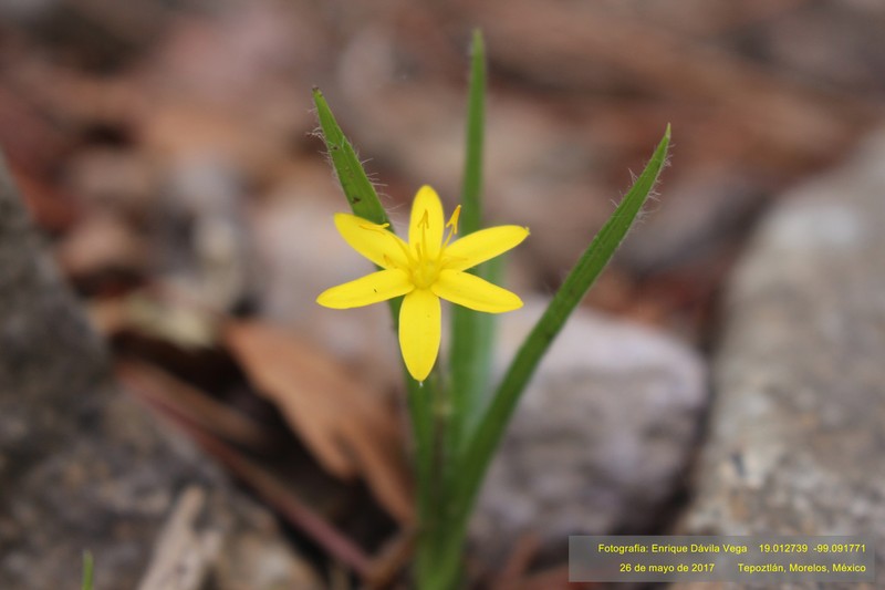 Mexican Yellow Star-Grass photo 7