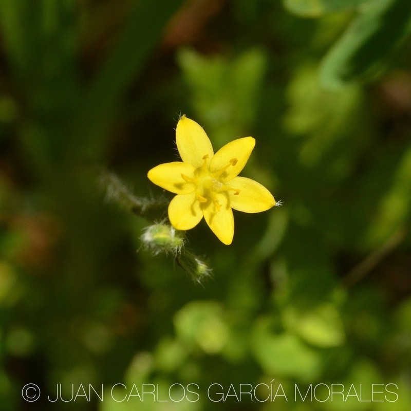 Mexican Yellow Star-Grass photo 8