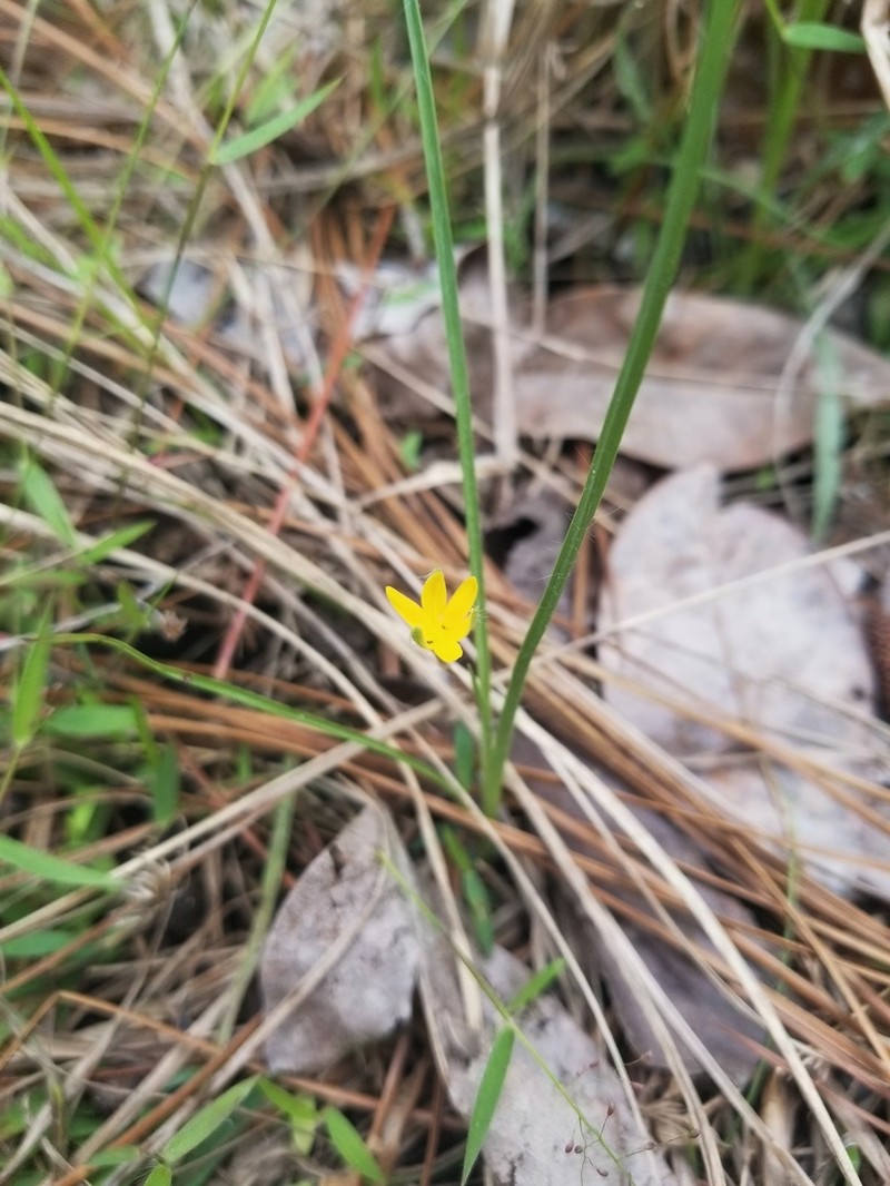 Stiff Star-Grass