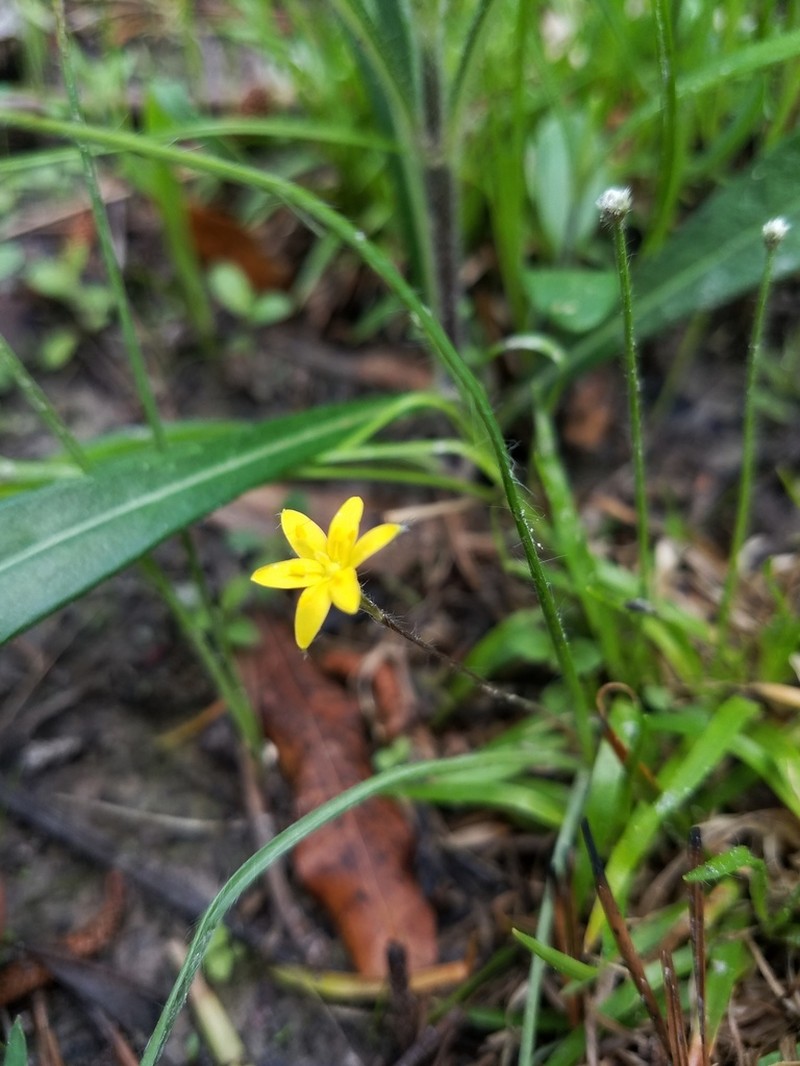 Stiff Star-Grass photo 2