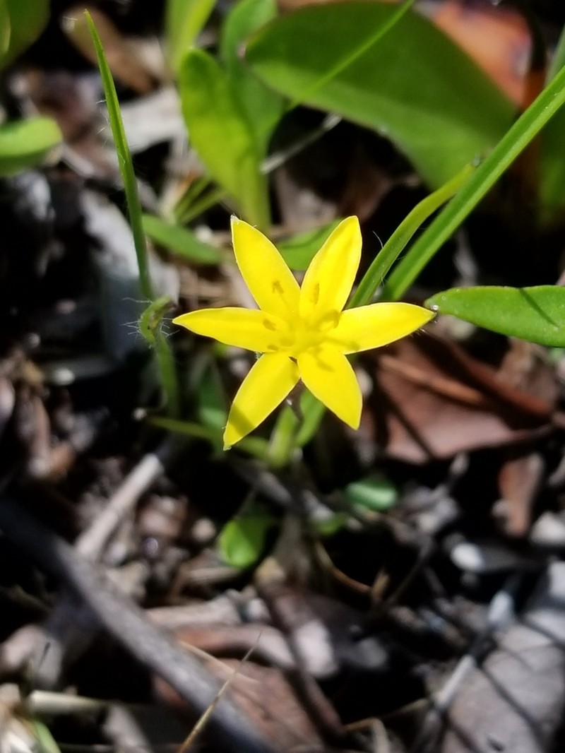 Stiff Star-Grass photo 3