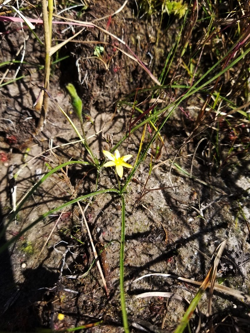 Stiff Star-Grass photo 4