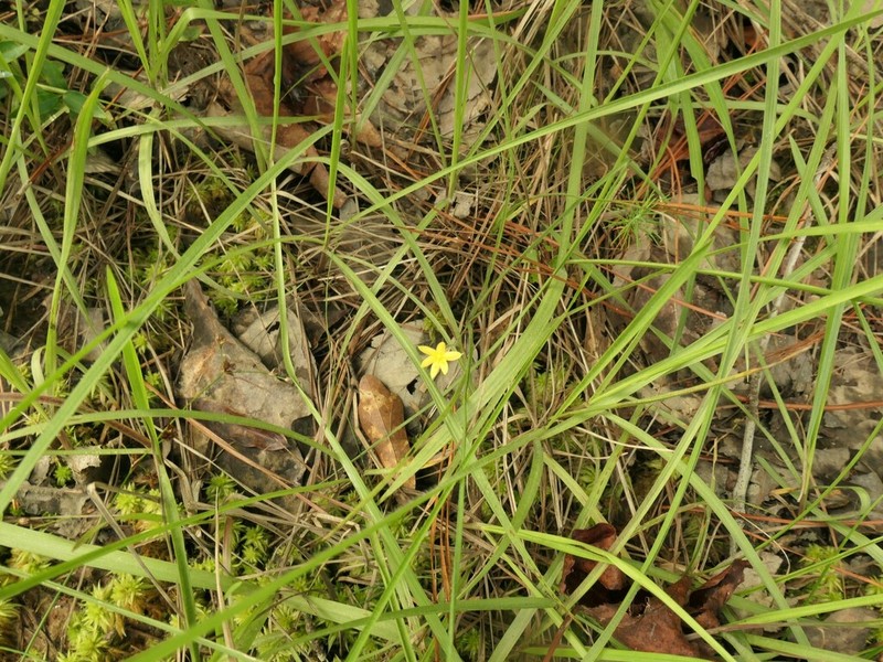 Stiff Star-Grass photo 5